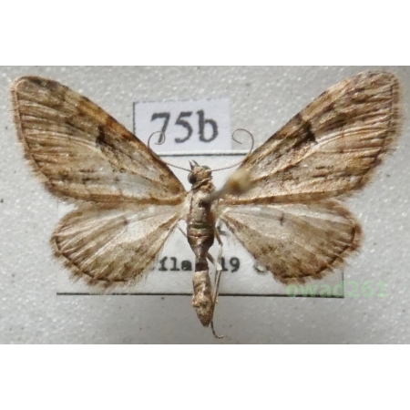 Eupithecia pusillata (Denis & Schiffermüller, 1775) Czech75b